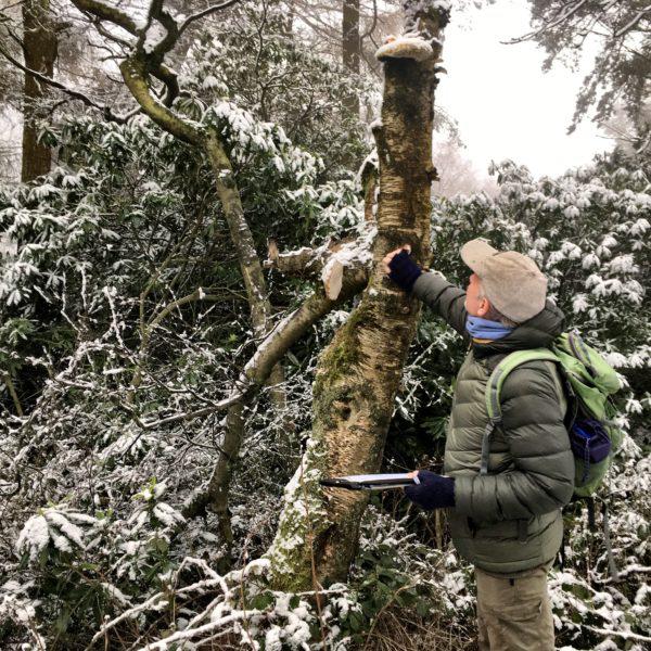Surveying a tree photo by Jenni Carr